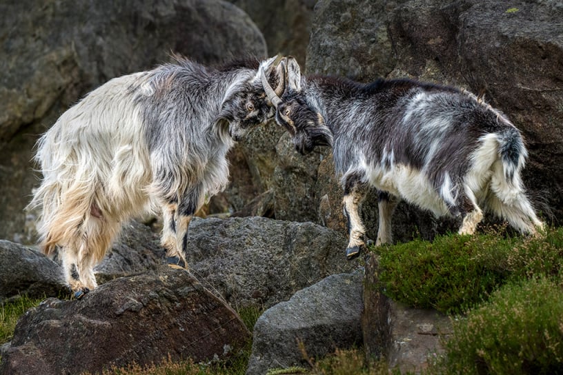 3rd Dave Bowen Mountain Goat Rut