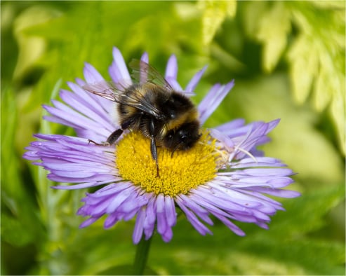 Bee and Flower