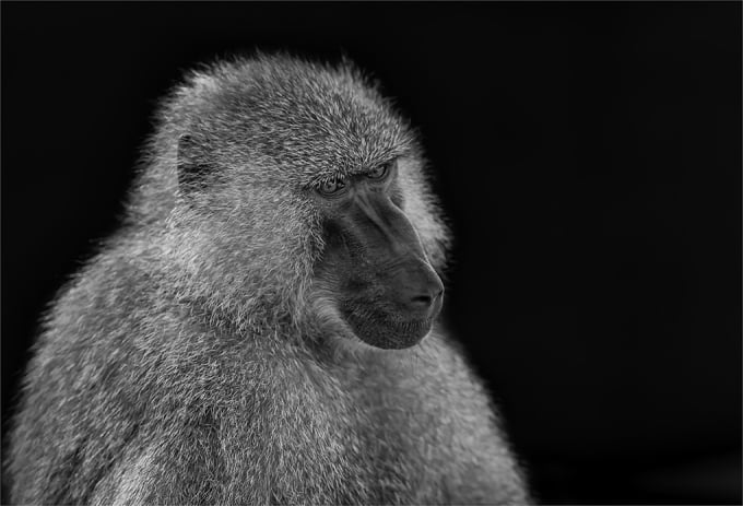 C Intermediate Mono