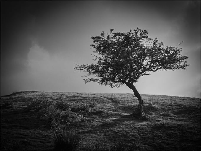 C Clare Charles - Mountain Sapling