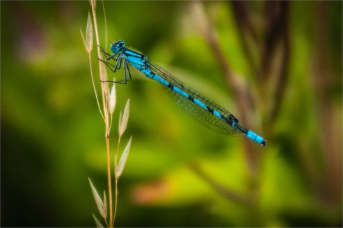 Dainy Damselfly