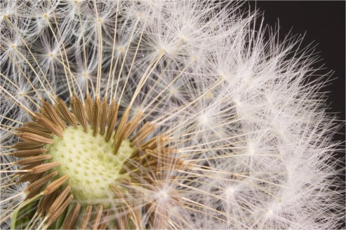 Dandelion Seed Head