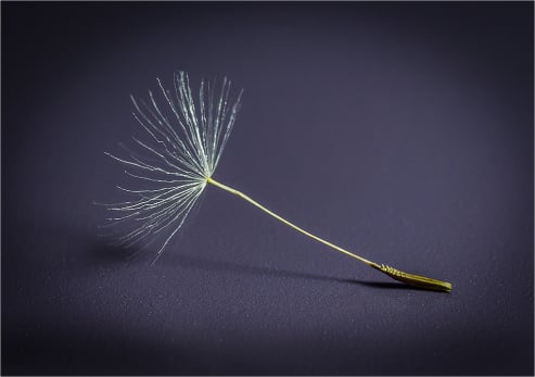 Dandelion Seed Pod