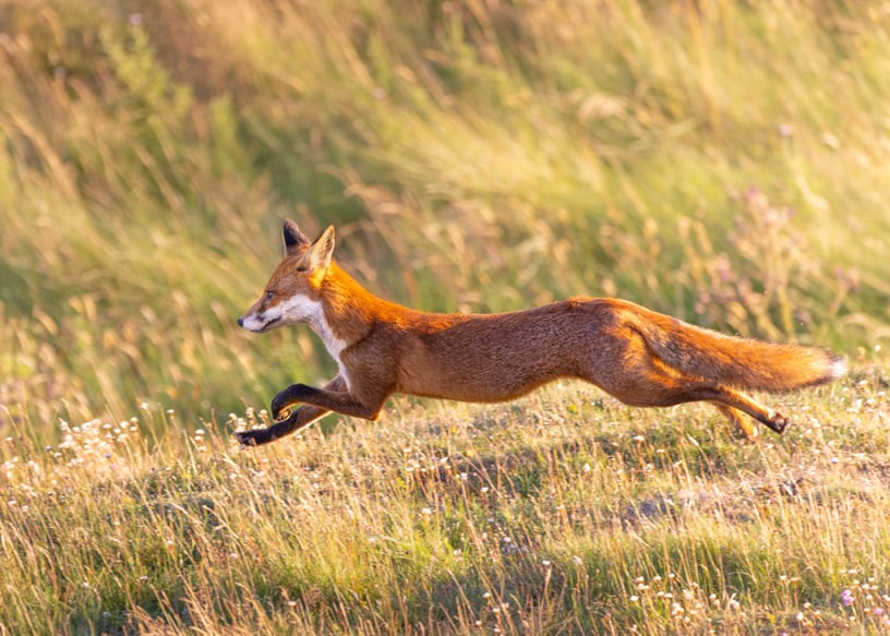 HC Jay Birmingham Running Red Fox