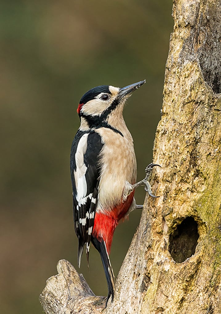 Great Spotted Woodpecker