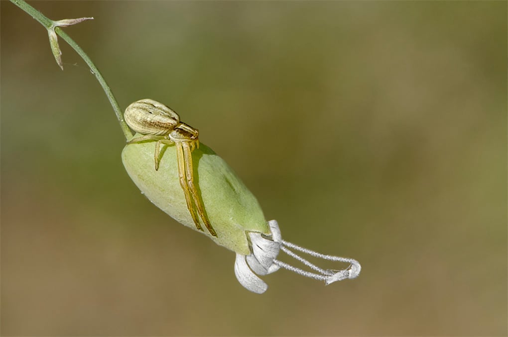Miniature Crab Spider (Araneae Thomisidae) on Silene Catchfly