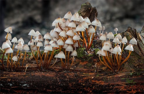 Mycena Iclinata Clustered Bonnet