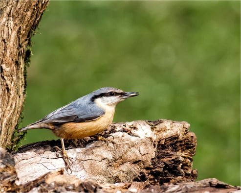 Nuthatch in Habitat