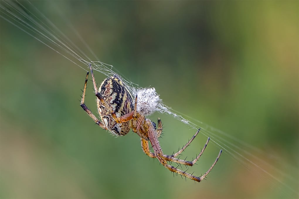 Orb Weaver