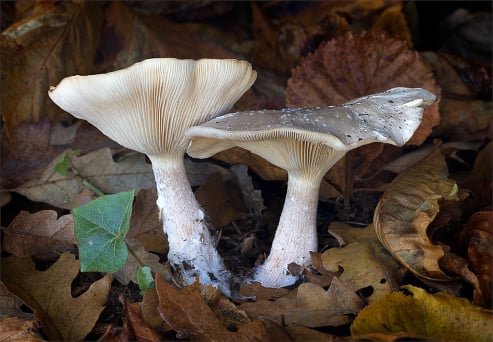 Peppery Milkcap
