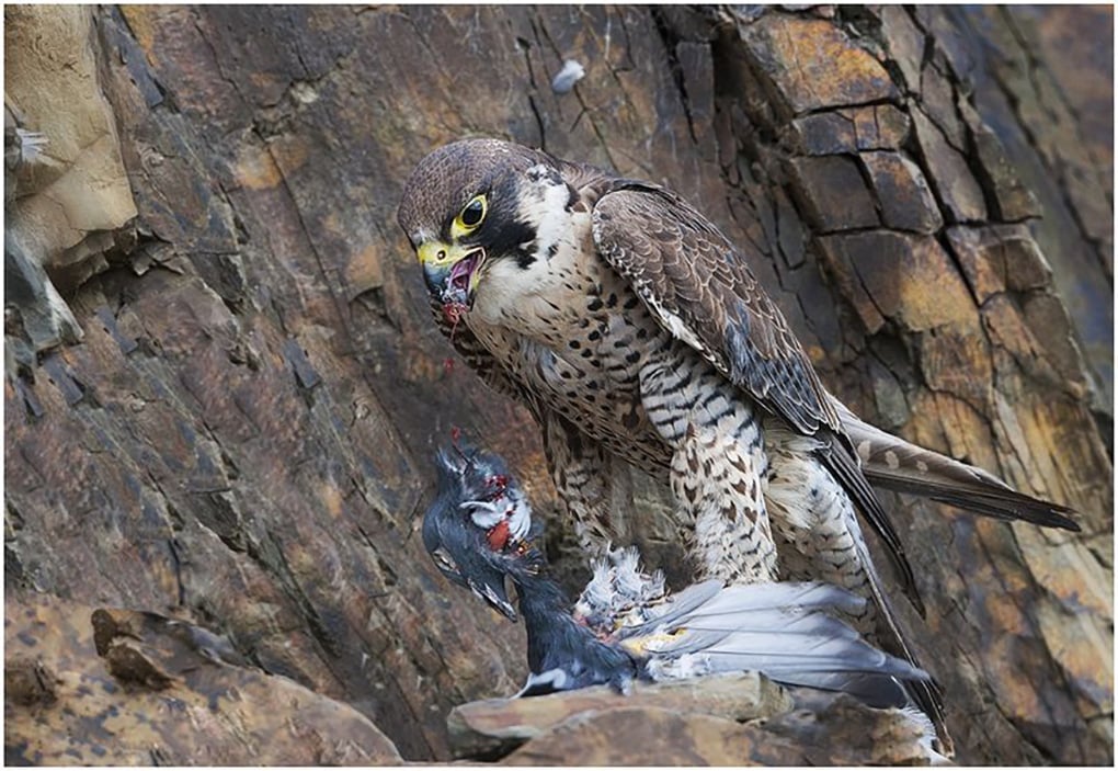 Peregrine Falcon with Pigeon