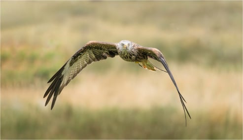 Red Kite on the wing