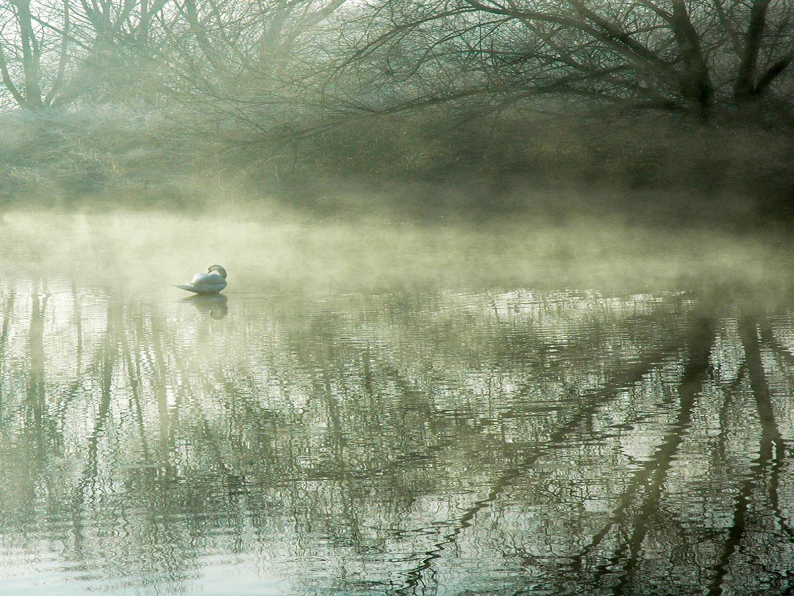 Swan in the Mist
