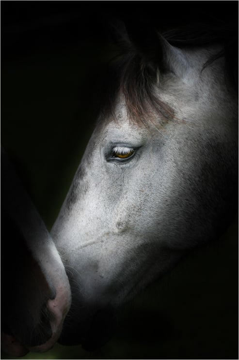 Tenderness
