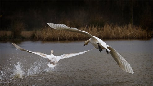 The Attack