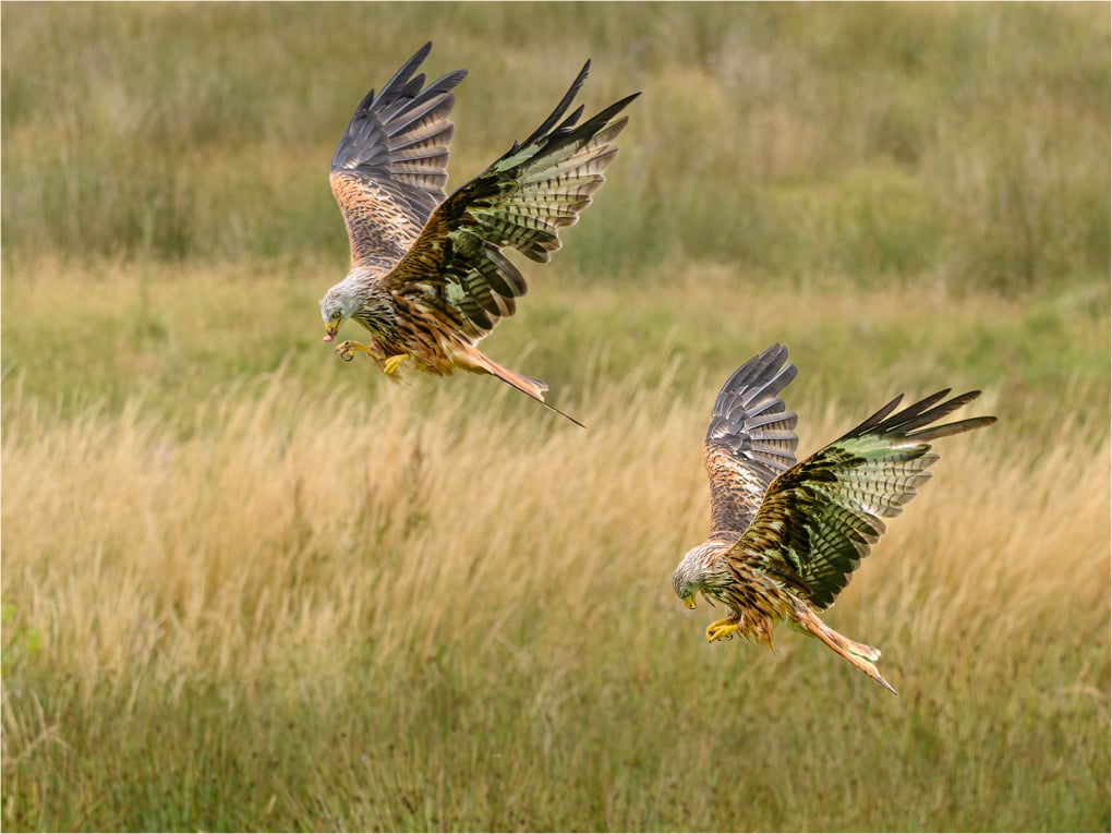C Two Red Kites Feeding on the Wing David Deeming