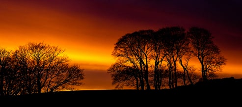 trees in a winter sunset