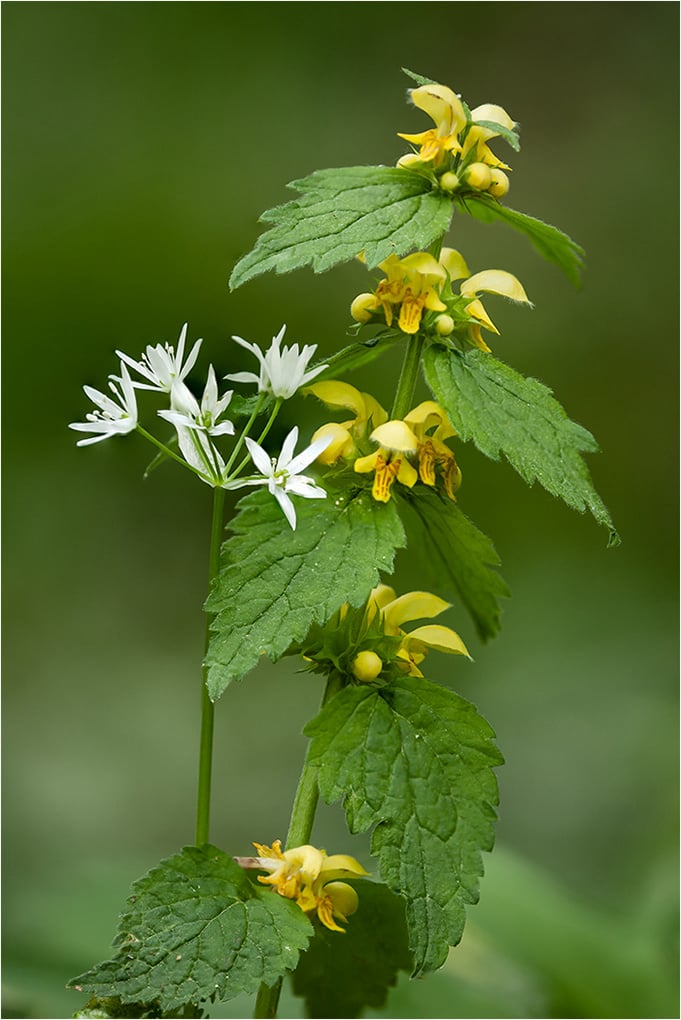 Yellow Archangel and Wild Garlic
